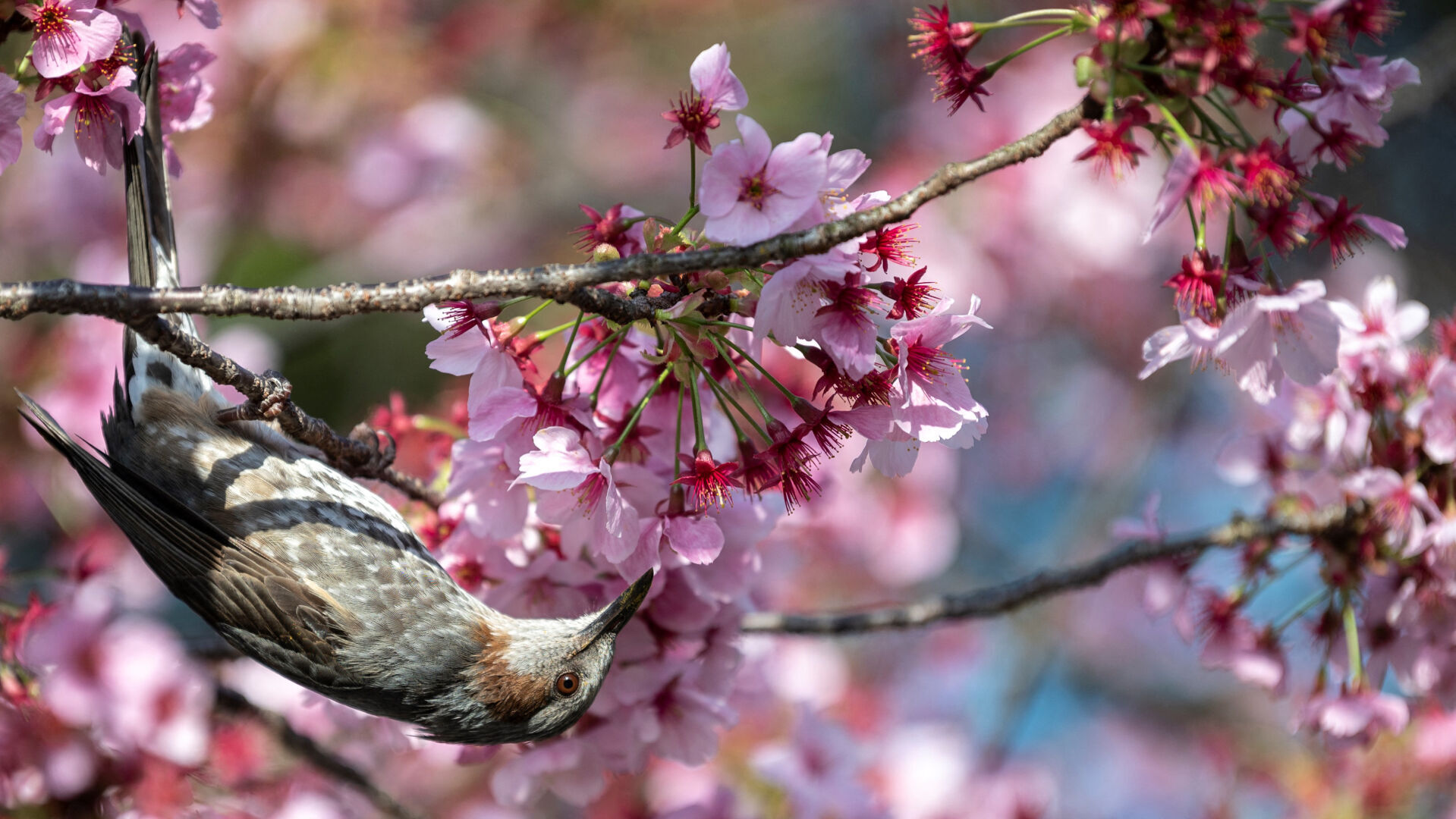 Japan cherry blossoms